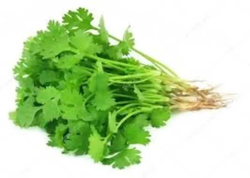 Dhania Bunch